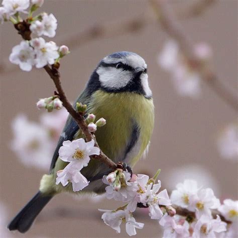 Cherry Blossoms With A British Twist Bluebird Cherryblossom Flower