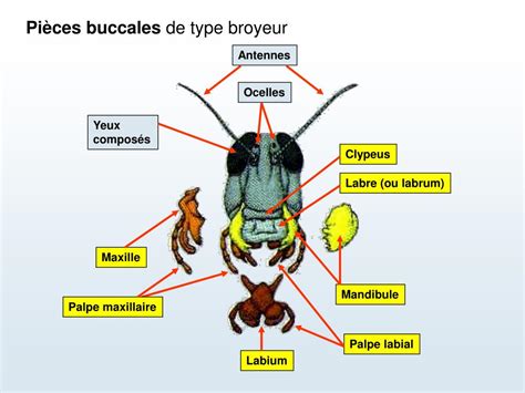 PPT ANATOMIE GÉNÉRALE DES INSECTES PowerPoint Presentation free