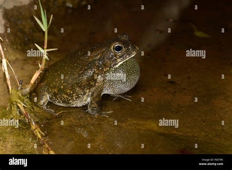 Gutteral Toad Hi Res Stock Photography And Images Alamy