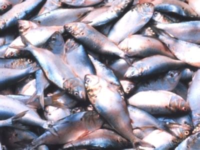 Atlantic Menhaden – Chesapeake Bay News