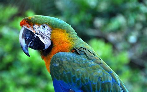 Macaw Parrot Colorful Parrot Beautiful Birds Hd Wallpaper Peakpx