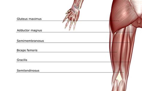 The Seated Hamstring Curl A Complete Guide Build Strong Hamstrings