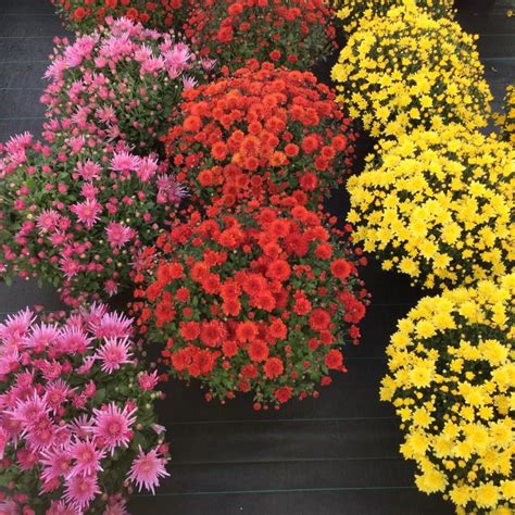 fleuriste Au Jardin de Caro à St Pourçain sur Sioule Le guide des