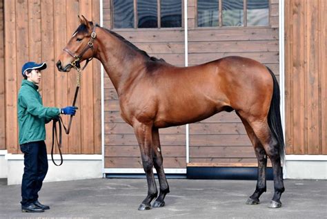 良血のラボーナ藤沢和師、期待寄せるpog特選情報競馬・レースデイリースポーツ Online