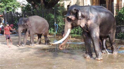 Perahera Elephant Bathing - Sri Dalada Maligawa - Kandy - YouTube