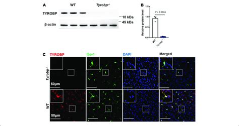 Western Blotting And Immunofluorescence Analysis Of Wild Type WT