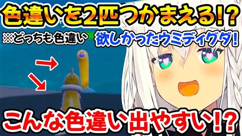 【ポケモンsv】金コイ探しで2種類の色違いポケモンと出会う豪運フブちゃんw【ホロライブ切り抜き白上フブキ】 Youtube