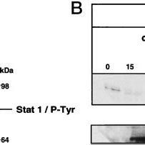 Tyrosine Phosphorylation Of Jak And Tyk After Osmotic Shock Cos