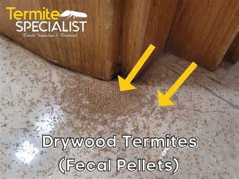 Drywood Termites In Singapore - TermiteSpecialist Pte Ltd