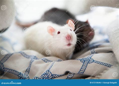 Two Pet Rats Stock Photo Image Of Beautiful Cage House 67210646