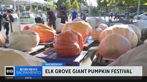 Annual Elk Grove Giant Pumpkin Festival Returns Youtube