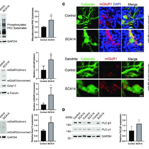 mGluR1 PKCγ signaling molecules have increased expression in the