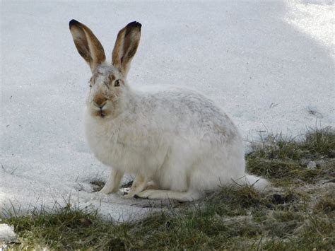 Los 6 animales más resistentes al frío Clima