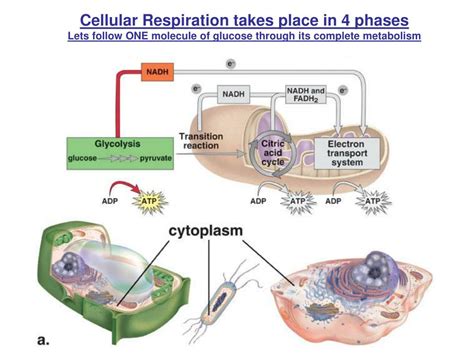 Ppt Chapter 6 Metabolism Energy And Enzymes Powerpoint Presentation