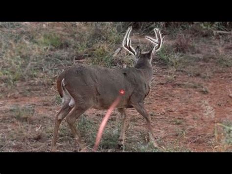 Bow Hunting Kill Shots K Slow Motion Youtube