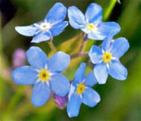 Alaska State Flower (Floral Emblem): Wild Native Forget-Me-Not