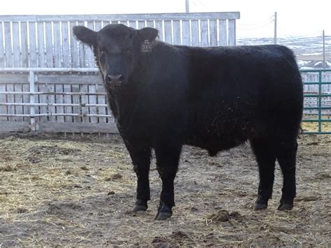 Angus Bull Calves – Hirsche Herefords