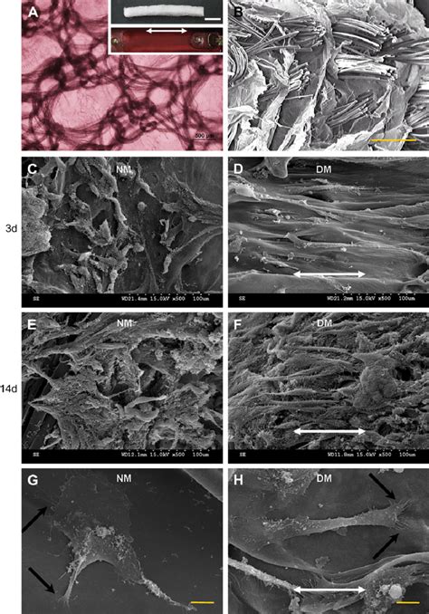 Fabrication Of Silk Collagen Sponge Scaffold And Cell Morphology Of The Download Scientific