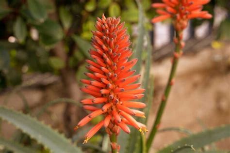 Qué significa cuando florece el aloe vera