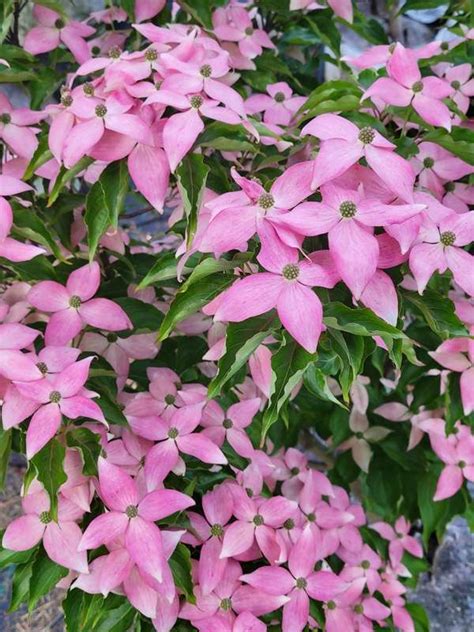 Cornus Kousa Scarlet Fire Dogwood Brandywine Trees