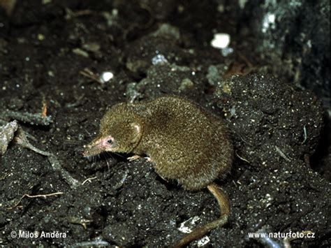 Sorex minutus Pictures, Pigmy Shrew Images, Nature Wildlife Photos ...