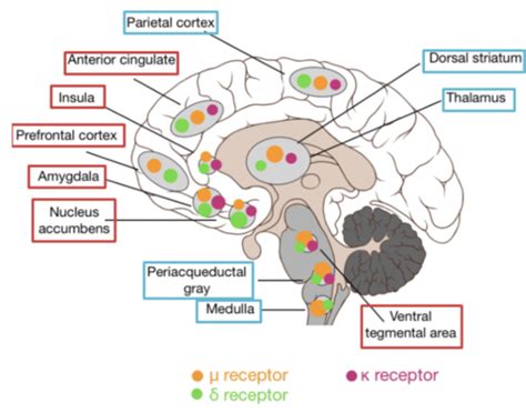 Intro To Neuroscience Exam 3 Review Flashcards Quizlet