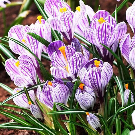 Gro Bl Tiges Krokusse Crocus Pickwick St Preise Und Meinungen