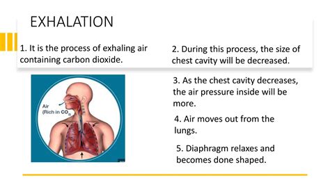 Respiratory System Grade 9 Science Quarter 1 Week 1 Ppt