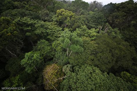 Amazon Rainforest Canopy