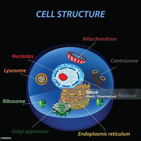 인간 세포의 구조 세포기관 벡터 일러스트레이션 공포 진핵세포에 대한 스톡 벡터 아트 및 기타 이미지 공포 진핵세포 리소좀