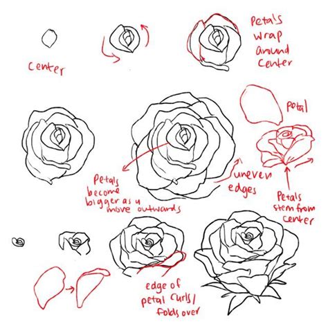 How To Draw Roses And Peonies Roses Drawing Flower Drawing Flower Drawing Tutorials