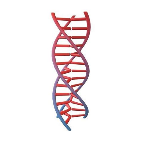 Triple Helix Dna V D Model Cgtrader