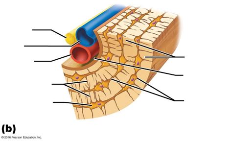 Microscopic Anatomy Of Compact Bone Diagram Quizlet