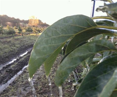 Los Agricultores Al Límite Por La Sequía O Llueve De Aquí A Mayo O