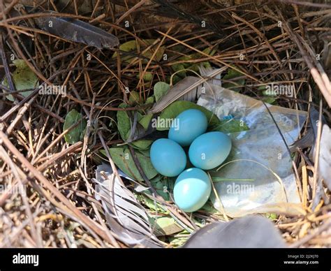 Mynah Bird Egg