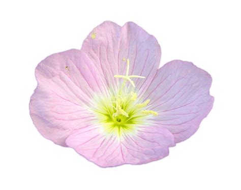 Bouton Dor Rose Png Transparents Stickpng