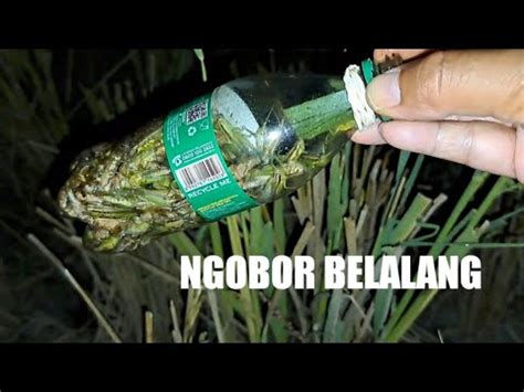 Mencari Belalang Di Malam Hari Di Pesawahan Setelah Panen Padi Youtube