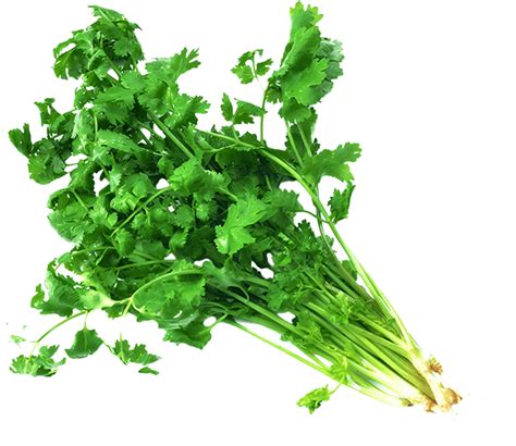 Coriander Png Images Transparent Free Download
