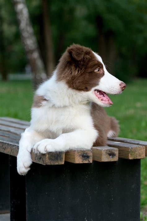 Adorable Border Collie Puppy Sitting On The Ground Four Months Old