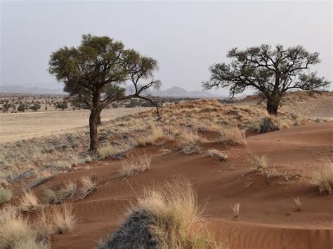 Premium Photo Trees In Desert Against Sky