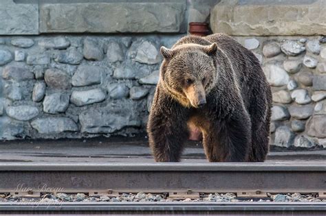 Bear Awareness | Banff, AB - Official Website