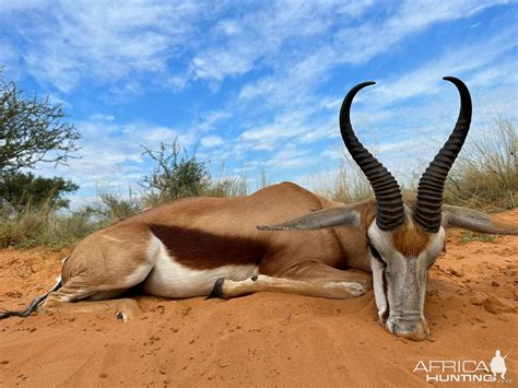 Springbok Hunt South Africa