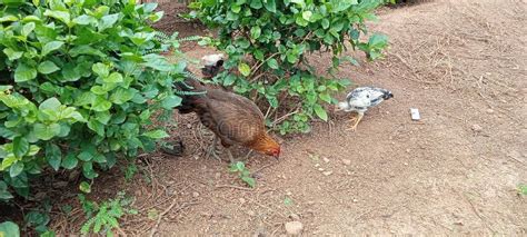 Frangos Em Fazenda De Galinha Localizada No Jardim De Jasmim Foto De