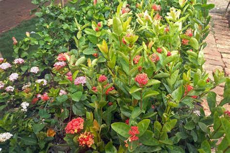 Orange Ixora Chinensis Flowers In The Garden It Is Also Known As