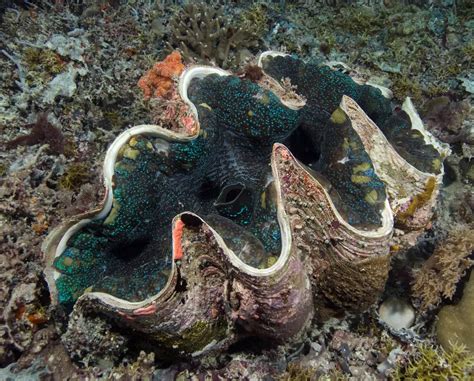 Clams Underwater
