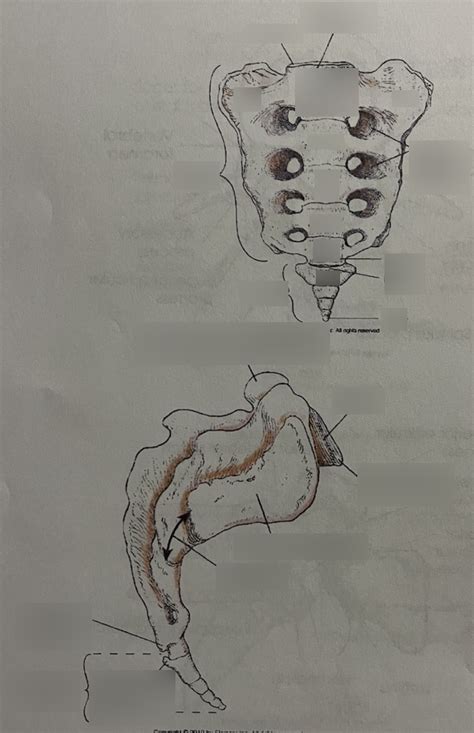 Sacrum And Coccyx Diagram Quizlet