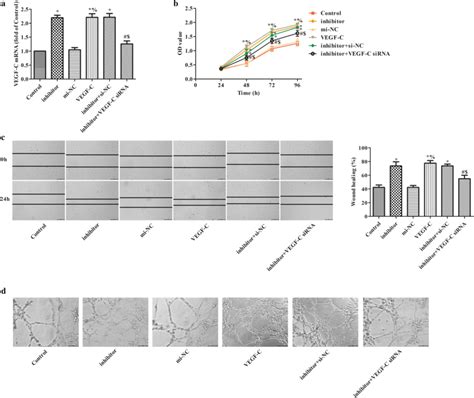 Downregulation Of Mir 27b Expression Enhanced The Proliferation