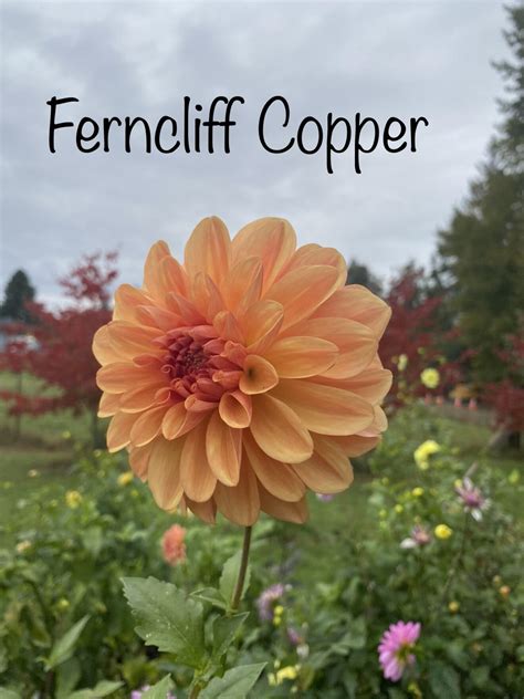 Ferncliff Copper Soaring Heart Dahlias