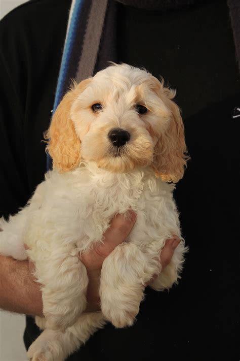 English Cockapoo Puppies Colorado