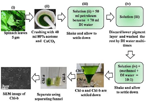 Schematic Diagram Of The Natural Extraction And Separation Of Chl B Download Scientific Diagram